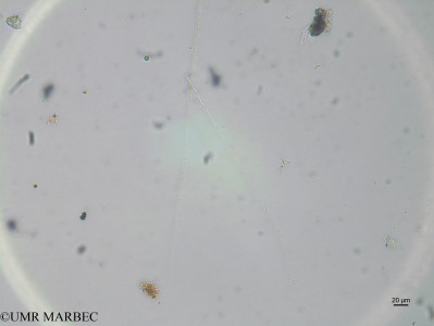 phyto/Brazilian_Nordeste/Northeastcoast_station36/ABRACOS1 October 2015/Jaaginema sp4 (st52_25_oscillatoriale_spp170816_002_ovl)(copy)_thumb.jpg